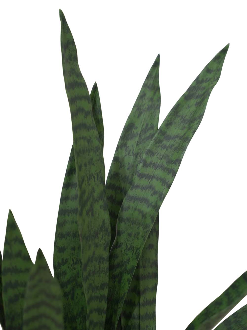 SN15880 _Sansevieria - Dark Green - Large_event_prop_hire_EPH_Creative_433 copy _optimised