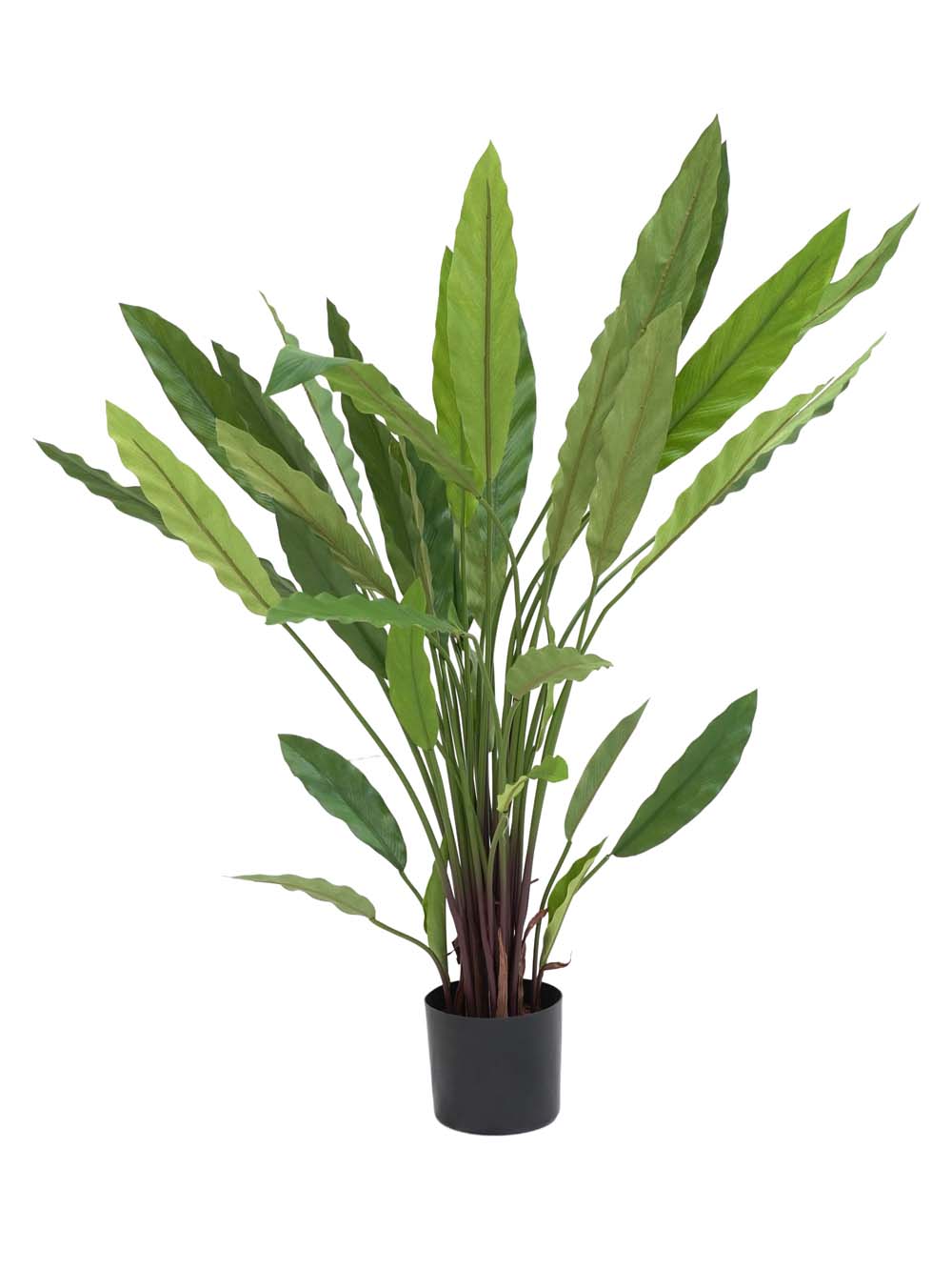 SN15985 _Calathea Plant - Small_event_prop_hire_EPH_Creative_775 copy _optimised