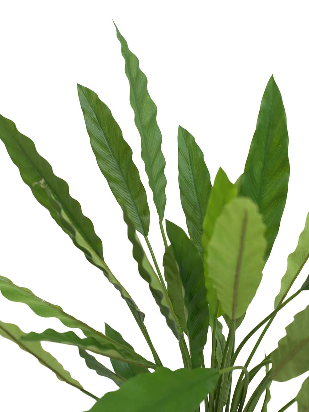 SN15985 _Calathea Plant - Small_event_prop_hire_EPH_Creative_778 copy _optimised