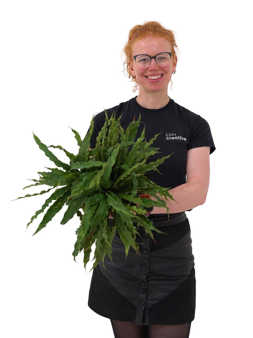 SN16019 _Bird's Nest Fern - Set of 8_event_prop_hire_EPH_Creative_449 copy _optimised