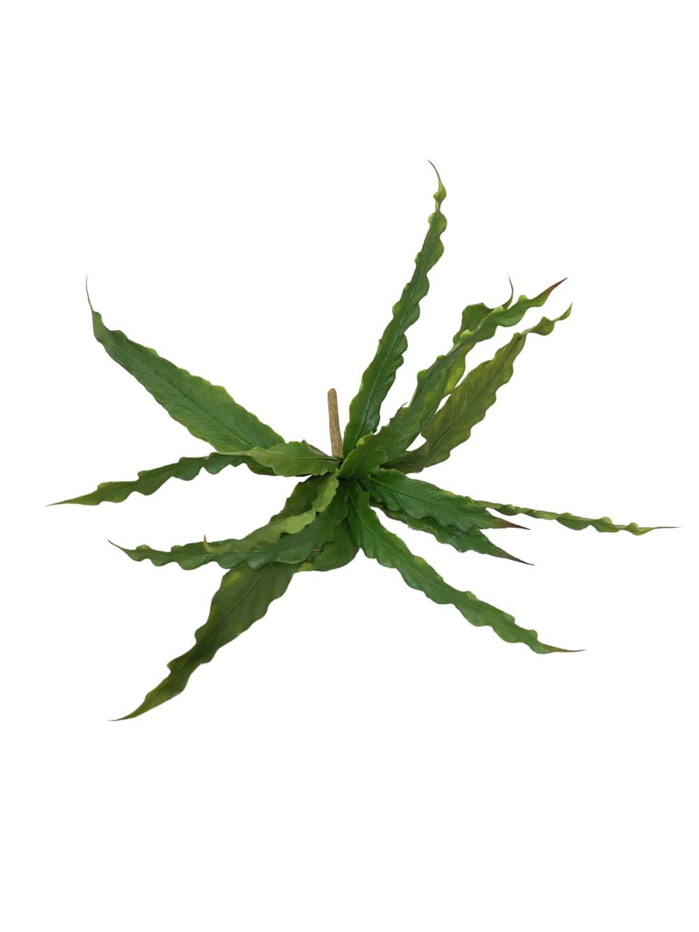 SN16019 _Bird's Nest Fern - Set of 8_event_prop_hire_EPH_Creative_450 copy _optimised