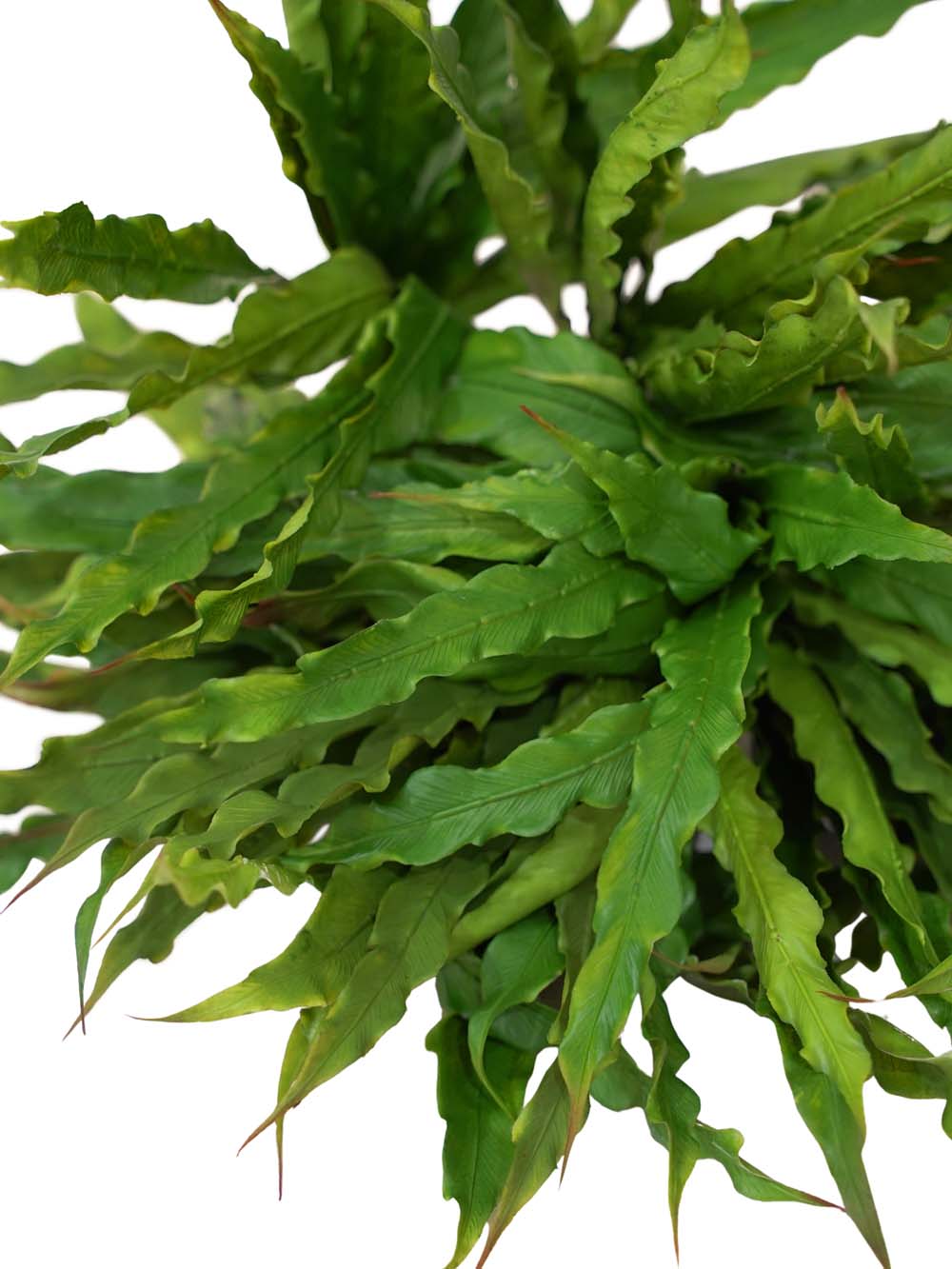 SN16019 _Bird's Nest Fern - Set of 8_event_prop_hire_EPH_Creative_455 copy _optimised