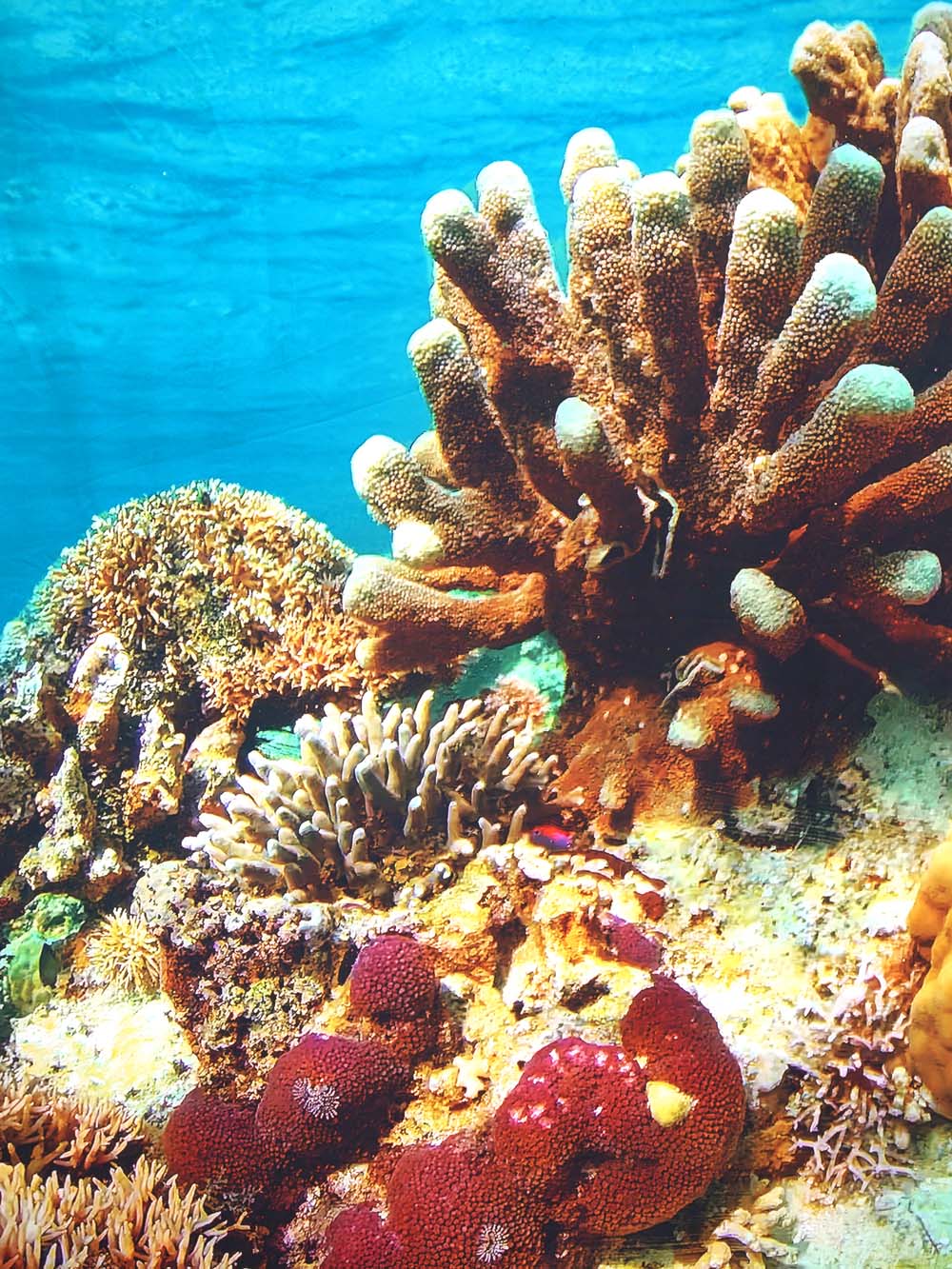 SN16138 _Double Sided Stretch Backdrop - Coral Reef #5 - 2.3m x 3m_event_prop_hire_EPH_Creative_453 copy _optimised