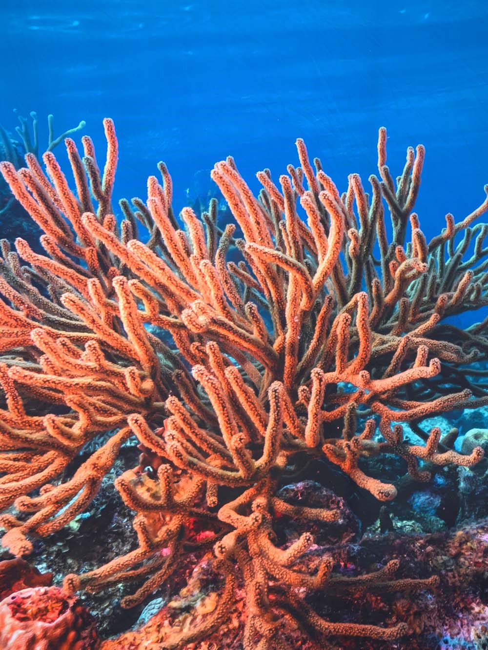 SN16138 _Double Sided Stretch Backdrop - Coral Reef #5 - 2.3m x 3m_event_prop_hire_EPH_Creative_465 copy _optimised