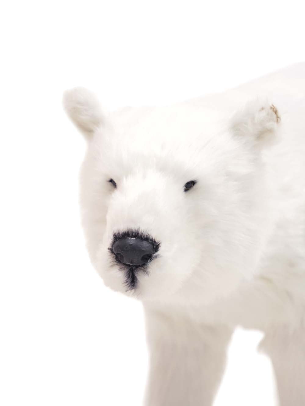 SN16380 _Furry Polar Bear - Large_event_prop_hire_EPH_Creative_119 copy _optimised