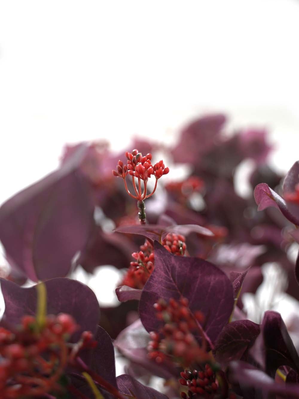 SN17456_Thick Trunk Tree (2.9m) - Burgundy Foliage_Berry_event_prop_hire_EPH_Creative copy _optimised
