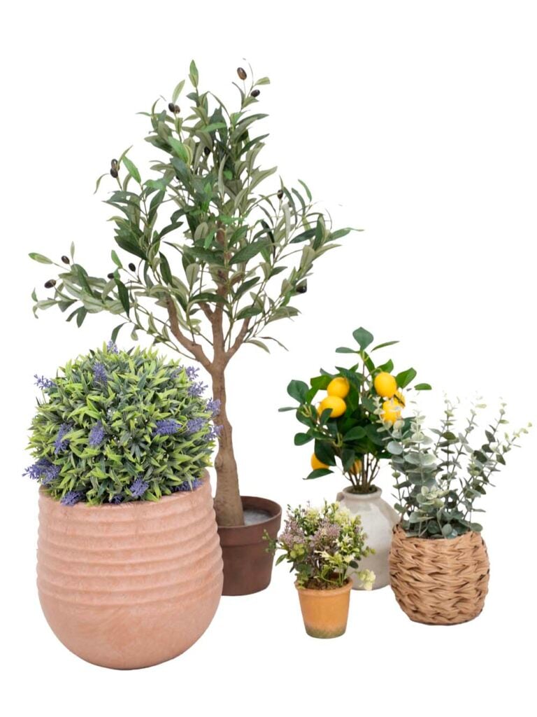 Small Mediterranean Plant Set