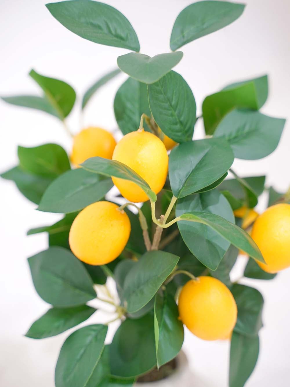 SN17685_Small Potted Lemon Tree - 47cm_event_prop_hire_EPH_Creative (6) copy _optimised