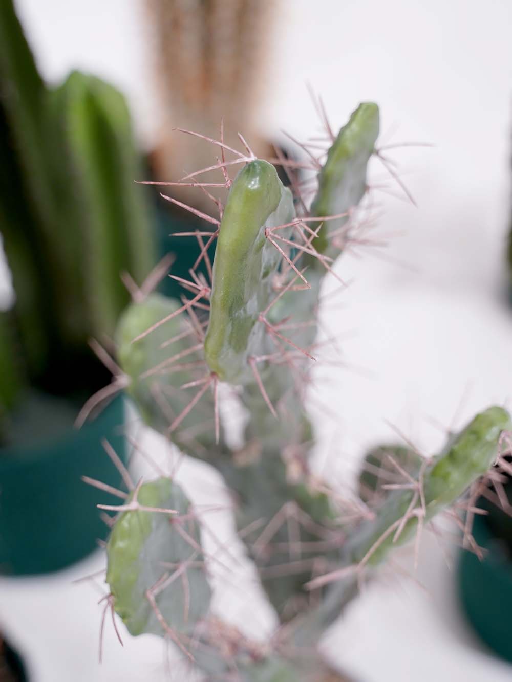 SN17803_Cactus Set - Medium_event_prop_hire_EPH_Creative (11) copy _optimised