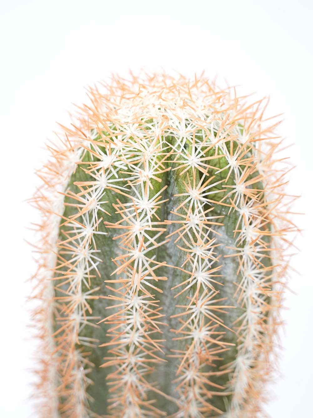 SN17803_Cactus Set - Medium_event_prop_hire_EPH_Creative (9) copy _optimised