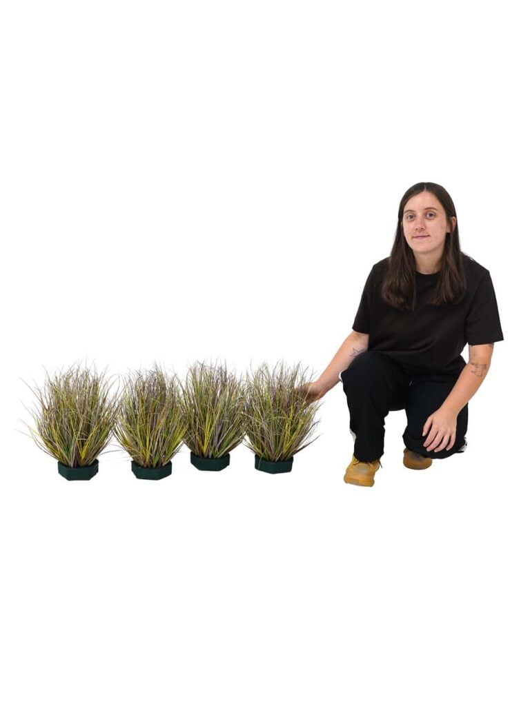 Green Grass Variegated Bundle – 35cm – Set of 4