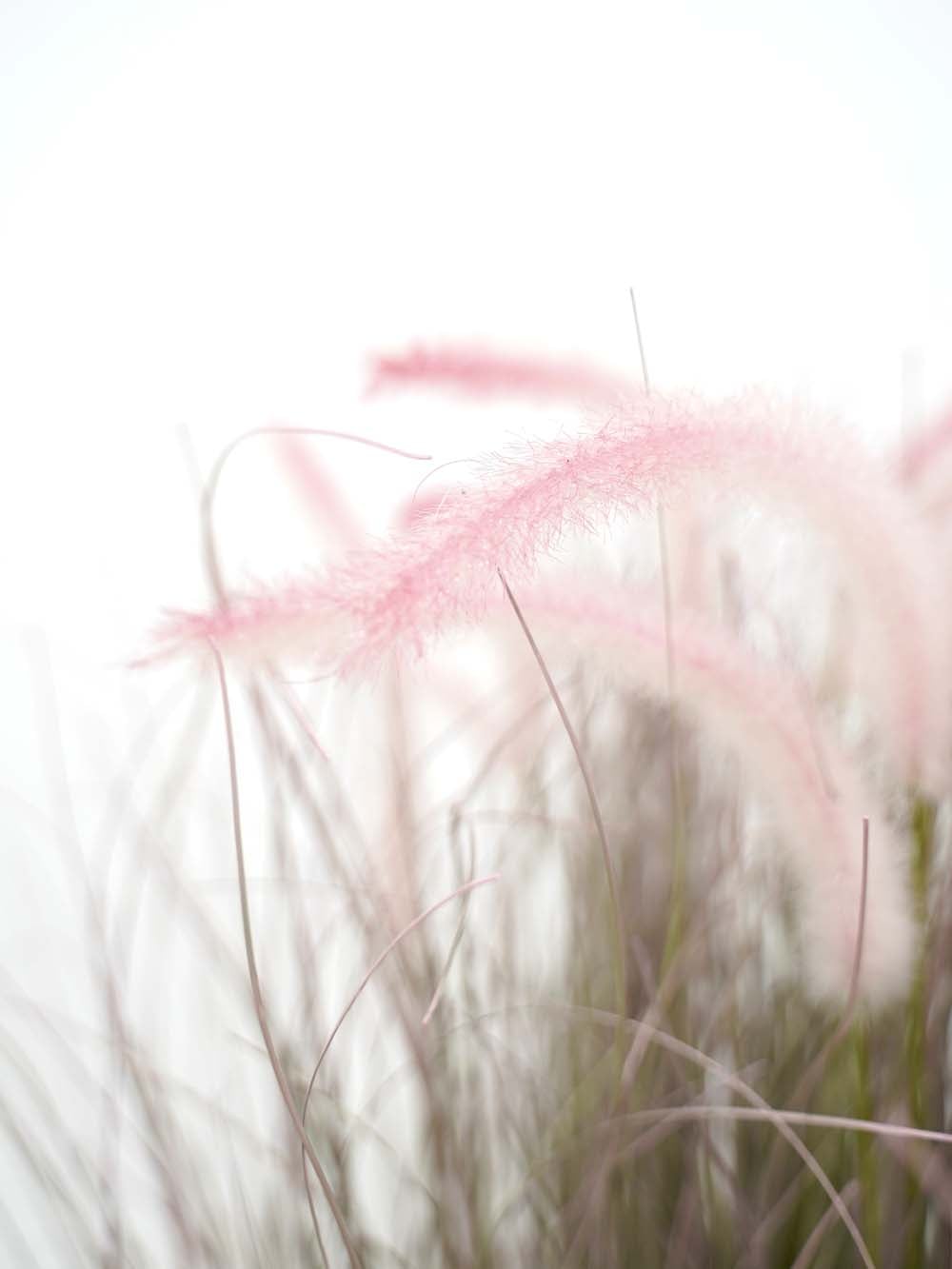 SN17918_Bushy Dogtail Grass in Urn (CHOOSE URN - No Gravel)_event_prop_hire_EPH_Creative (12) copy _optimised